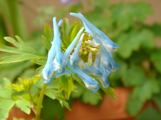 コリダリス チャイナブルー 花信風